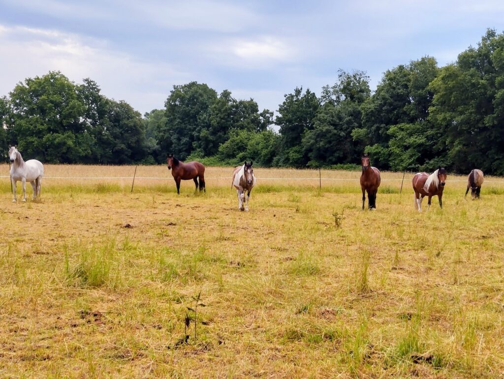 image Chapitalia balade à cheval randonnées équestre Sarthe Volnay Val-de-la-Hune