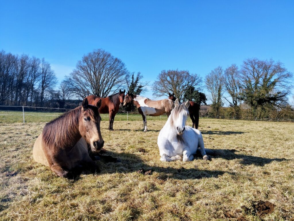 image Chapitalia balade à cheval randonnées équestre Sarthe Volnay Val-de-la-Hune