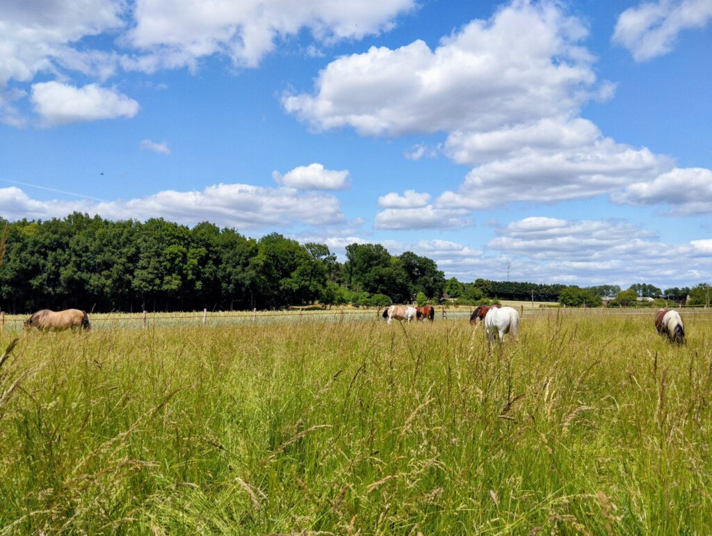 image Chapitalia balade à cheval randonnées équestre Sarthe Volnay Val-de-la-Hune