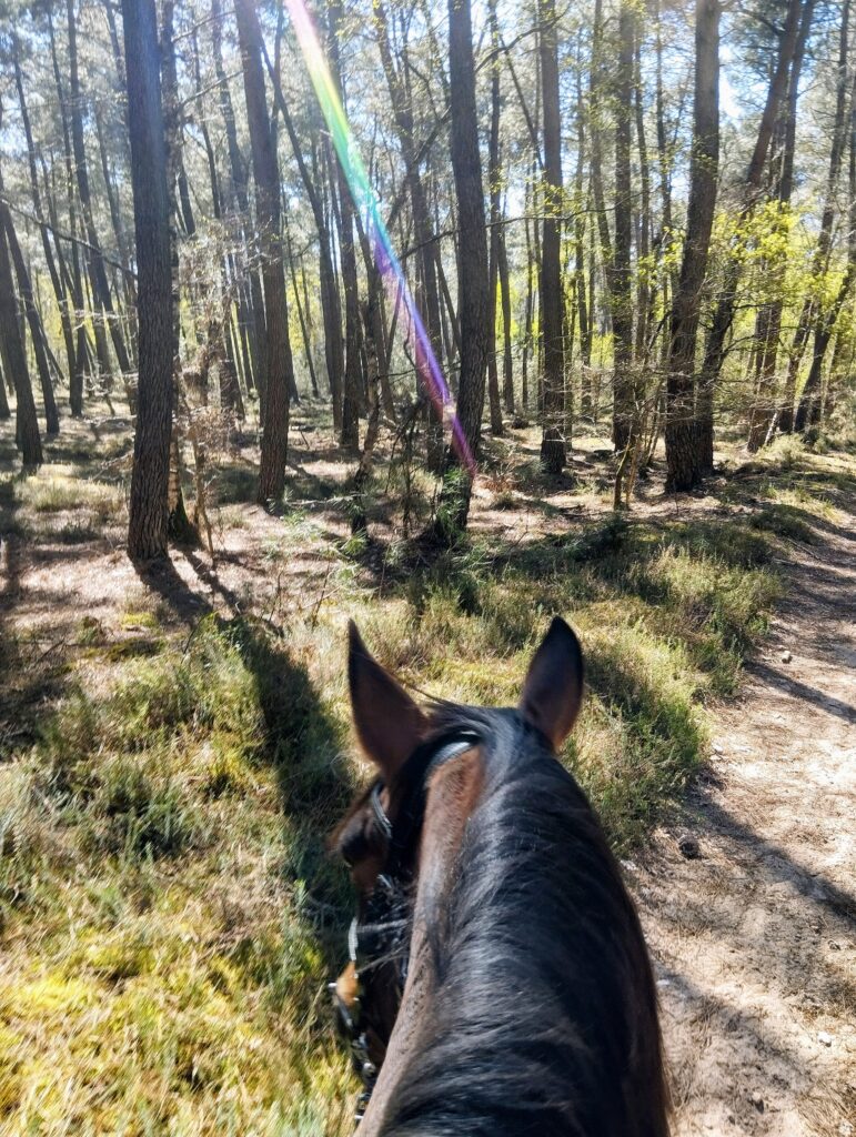 chapitalia tarifs balade randonnées équestre à cheval Sarthe Volnay Val-de-la-Hune image