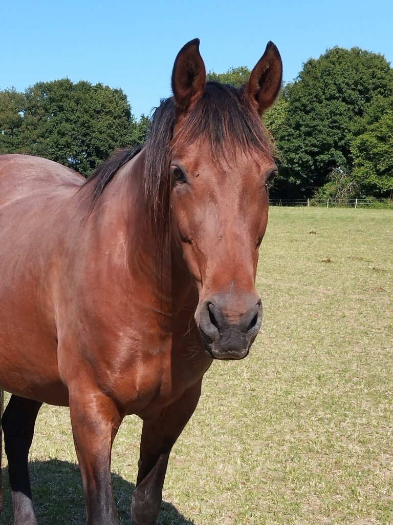 A Propos des chevaux de Chapitalia randonnées équestres Sarthe Le Mans Volnay Val-de-la-Hune image de la jument Espagnol Bardena