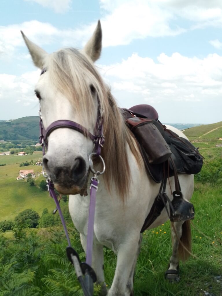 A Propos des chevaux de Chapitalia randonnées équestres Sarthe Le Mans Volnay Val-de-la-Hune image de la jument Camargue Circée