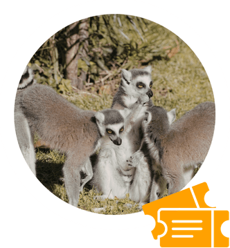 Image activité à faire zoo pescheray lémuriens proche de Chapitalia cheval balade randonnées équestres sarthe le mans Valérie Ravera