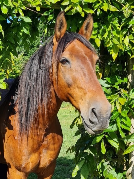 A Propos des chevaux de Chapitalia randonnées équestres Sarthe Le Mans Volnay Val-de-la-Hune image du Hongre Espagnol Nemo