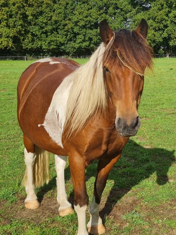 A Propos des chevaux de Chapitalia randonnées équestres Sarthe Le Mans Volnay Val-de-la-Hune image du Hongre Pottok Harritz
