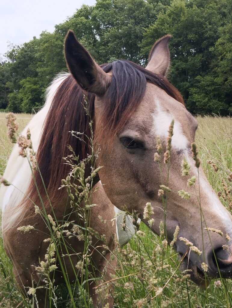 A Propos des chevaux de Chapitalia randonnées équestres Sarthe Le Mans Volnay Val-de-la-Hune image de la jument ONC Gandhi