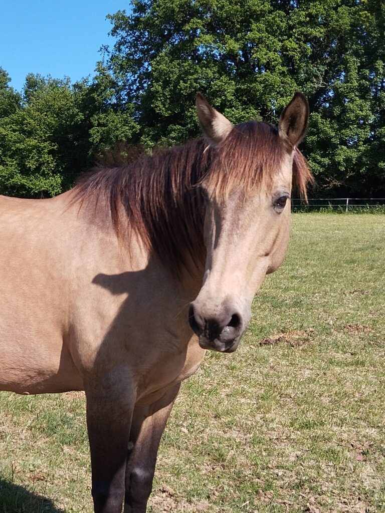 A Propos des chevaux de Chapitalia randonnées équestres Sarthe Le Mans Volnay Val-de-la-Hune image de la jument Quater Horse Espagnol Redhot