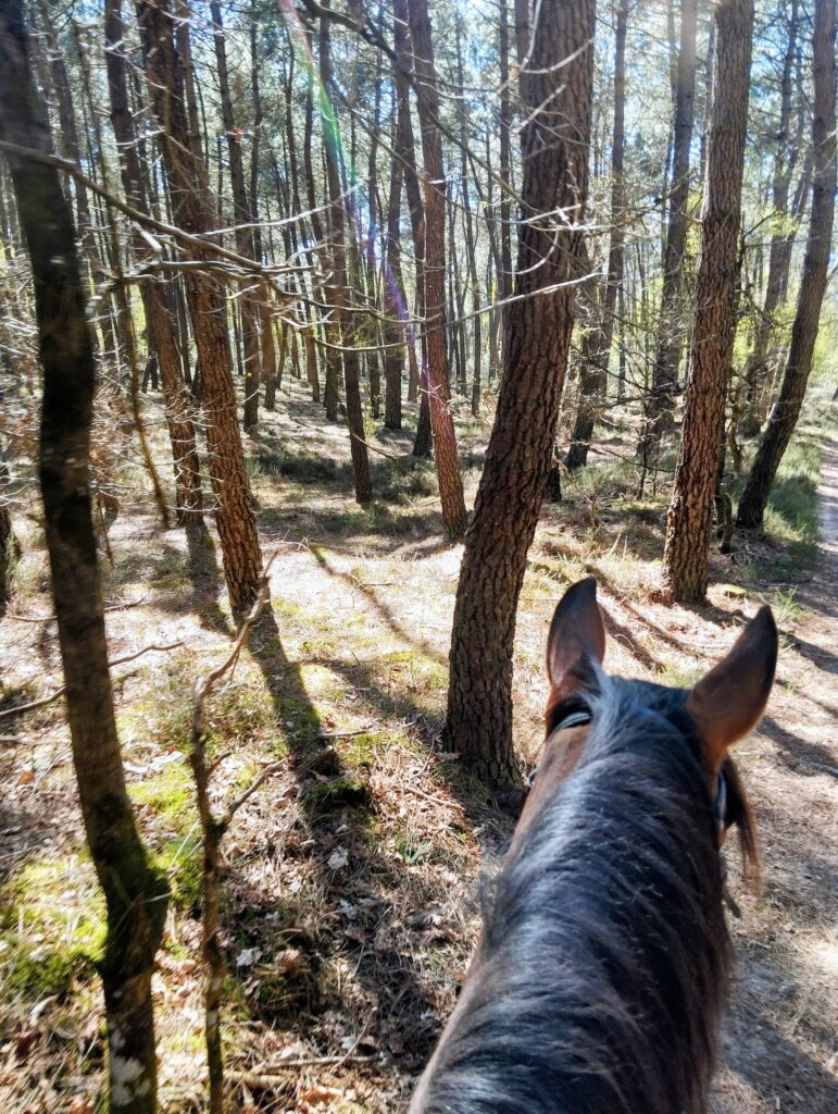 chapitalia tarifs balade randonnées équestre à cheval Sarthe Volnay Val-de-la-Hune image